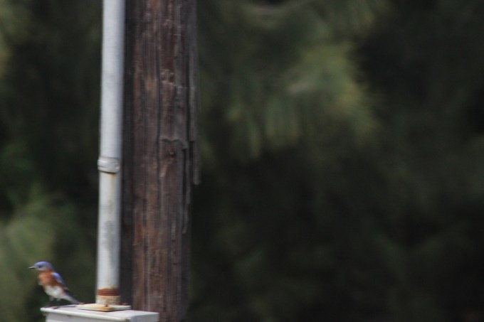 Eastern Blue bird.JPG